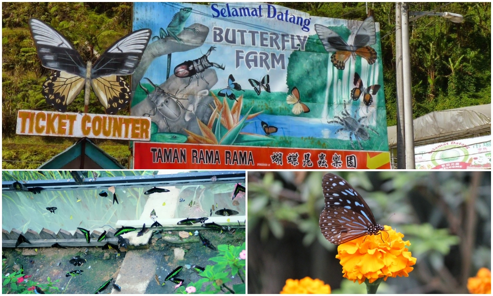 kl travel: Cameron Highlands, Butterfly Farm