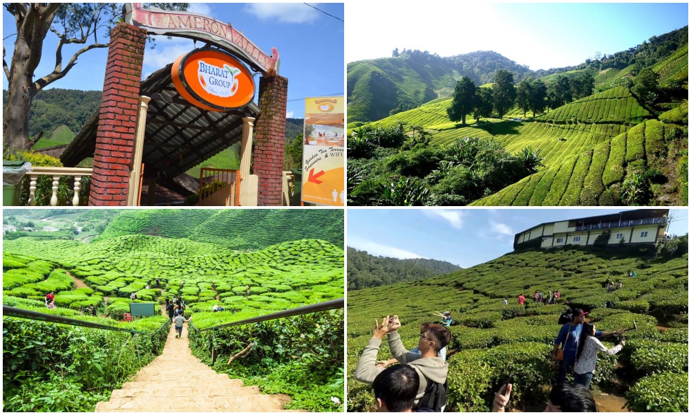 kl travel: Cameron Highlands, cameron tea valley